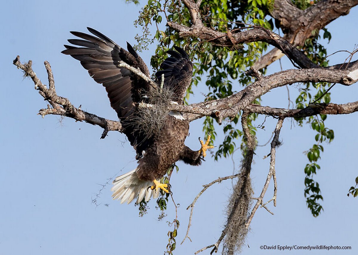 Les Comedy Wildlife Photography Awards viennent d’annoncer les finalistes de 2021 et voici les photos d’animaux les plus drôles (vidéo sur Bidfoly.com) Par Janvier Doyon Prix-photographie-humoristique-faune-finalistes-2021-016