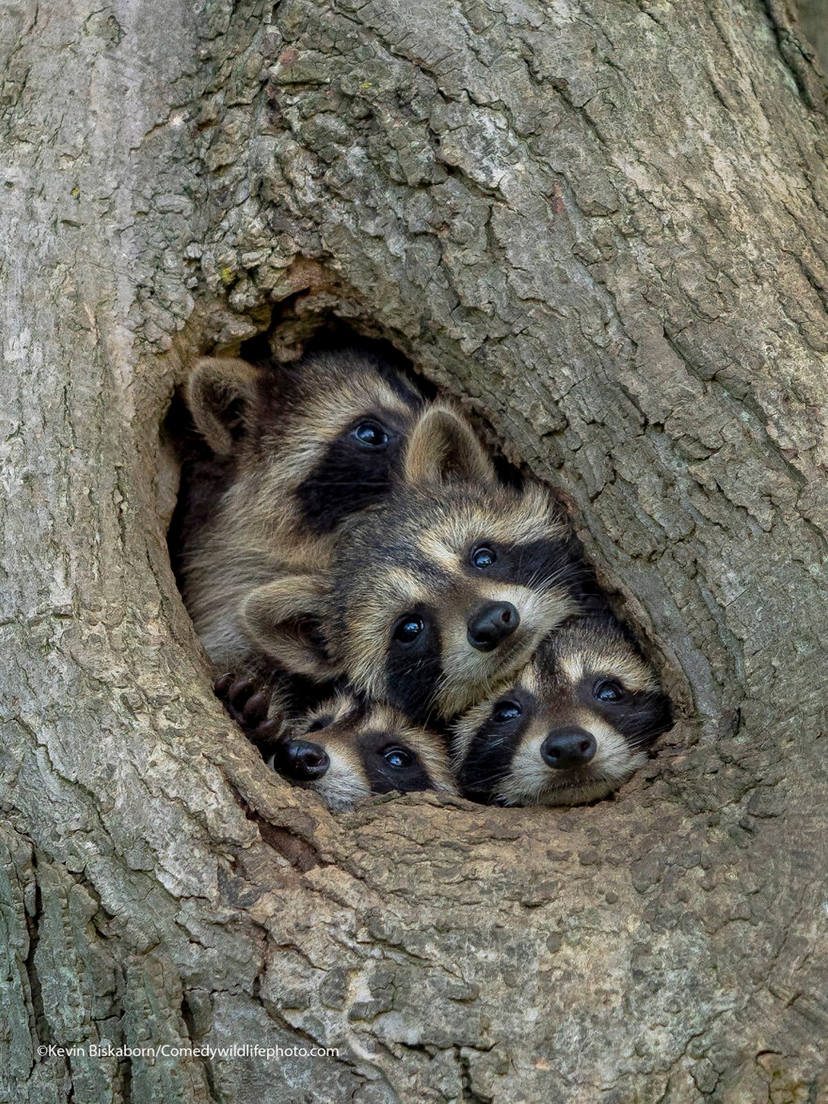 Les Comedy Wildlife Photography Awards viennent d’annoncer les finalistes de 2021 et voici les photos d’animaux les plus drôles (vidéo sur Bidfoly.com) Par Janvier Doyon Prix-photographie-humoristique-faune-finalistes-2021-018