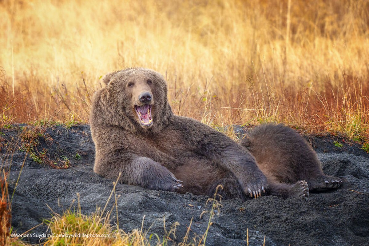 Les Comedy Wildlife Photography Awards viennent d’annoncer les finalistes de 2021 et voici les photos d’animaux les plus drôles (vidéo sur Bidfoly.com) Par Janvier Doyon Prix-photographie-humoristique-faune-finalistes-2021-020