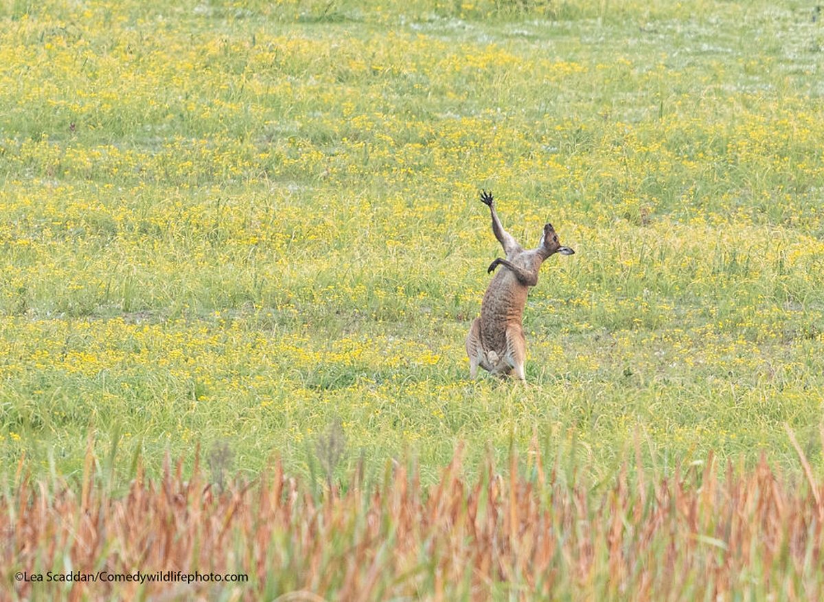 Les Comedy Wildlife Photography Awards viennent d’annoncer les finalistes de 2021 et voici les photos d’animaux les plus drôles (vidéo sur Bidfoly.com) Par Janvier Doyon Prix-photographie-humoristique-faune-finalistes-2021-021