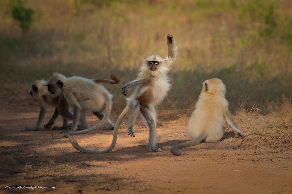 Les Comedy Wildlife Photography Awards viennent d’annoncer les finalistes de 2021 et voici les photos d’animaux les plus drôles (vidéo sur Bidfoly.com) Par Janvier Doyon Prix-photographie-humoristique-faune-finalistes-2021-022