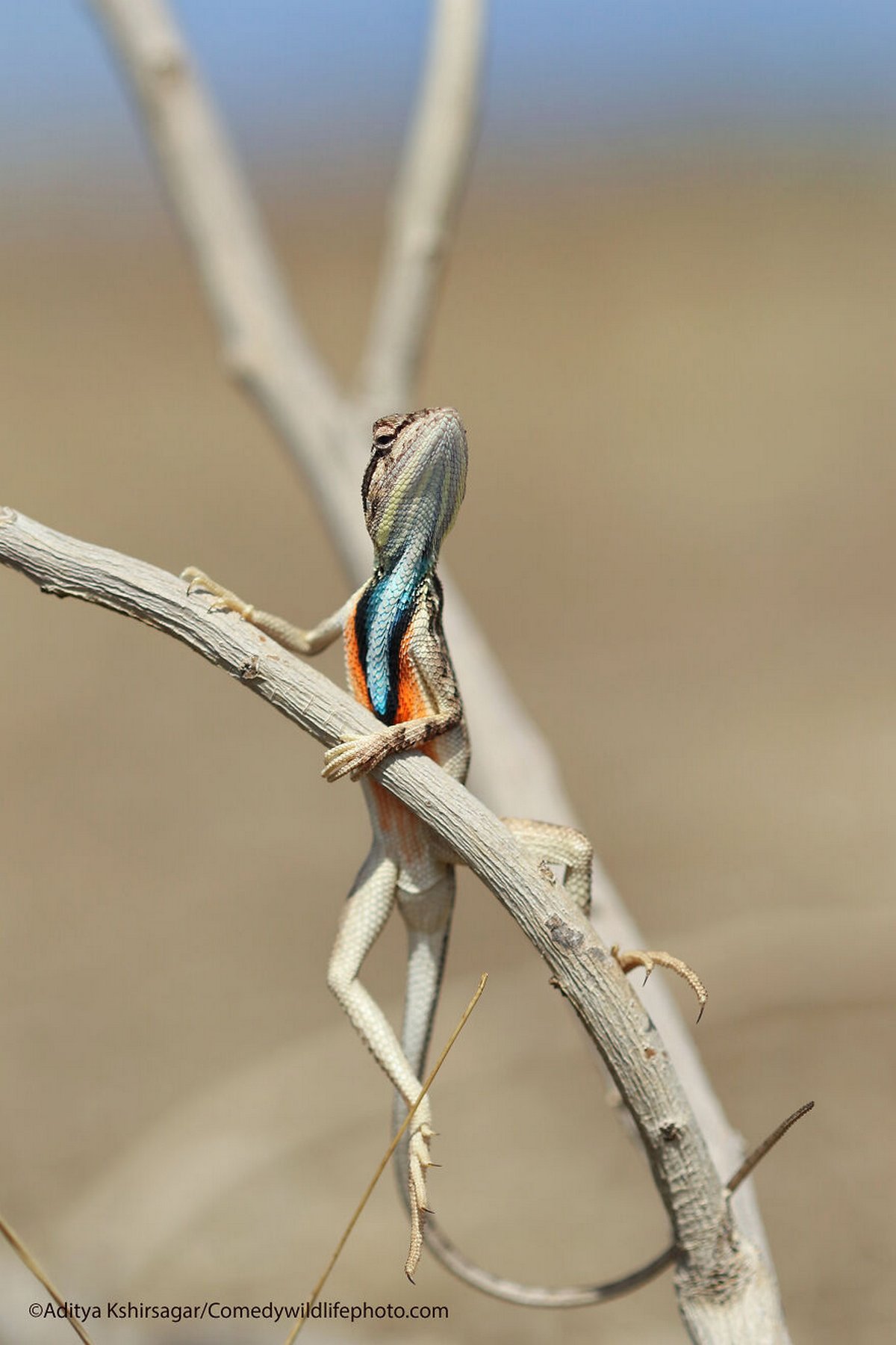 Les Comedy Wildlife Photography Awards viennent d’annoncer les finalistes de 2021 et voici les photos d’animaux les plus drôles (vidéo sur Bidfoly.com) Par Janvier Doyon Prix-photographie-humoristique-faune-finalistes-2021-023