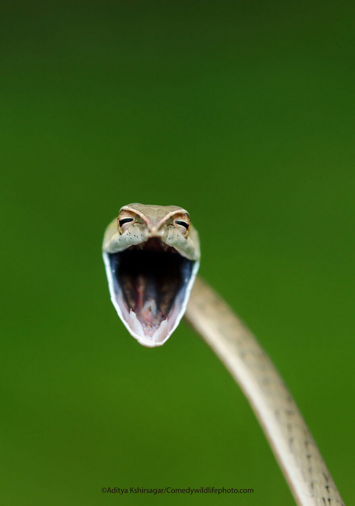 Les Comedy Wildlife Photography Awards viennent d’annoncer les finalistes de 2021 et voici les photos d’animaux les plus drôles (vidéo sur Bidfoly.com) Par Janvier Doyon Prix-photographie-humoristique-faune-finalistes-2021-027