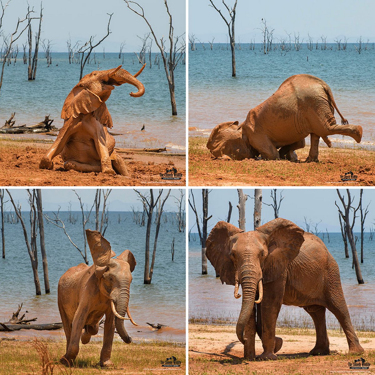 Les Comedy Wildlife Photography Awards viennent d’annoncer les finalistes de 2021 et voici les photos d’animaux les plus drôles (vidéo sur Bidfoly.com) Par Janvier Doyon Prix-photographie-humoristique-faune-finalistes-2021-029