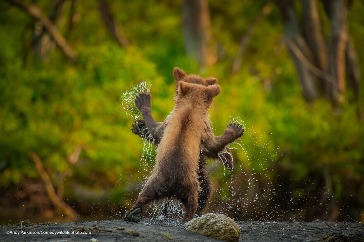 Les Comedy Wildlife Photography Awards viennent d’annoncer les finalistes de 2021 et voici les photos d’animaux les plus drôles (vidéo sur Bidfoly.com) Par Janvier Doyon Prix-photographie-humoristique-faune-finalistes-2021-031