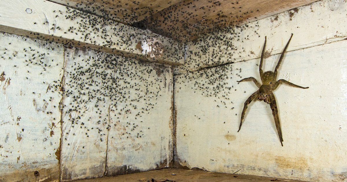 Un homme trouve une araignée de la taille de sa main et des milliers de ses bébés sous son lit