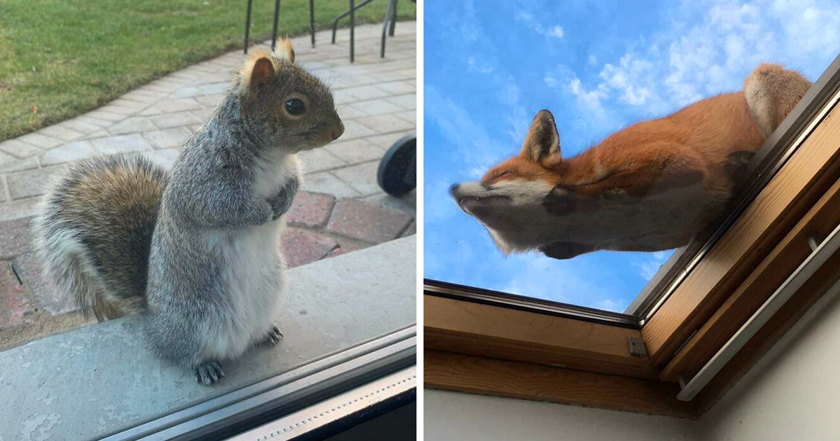 Ces Gens Ont Vu Les Animaux Les Plus Mignons Et N Ont Pas Hesite A Les Photographier Ipnoze Ces Gens Ont Vu Les Animaux Les Plus Mignons Et N Ont Pas Hesite A Les Photographier Ipnoze