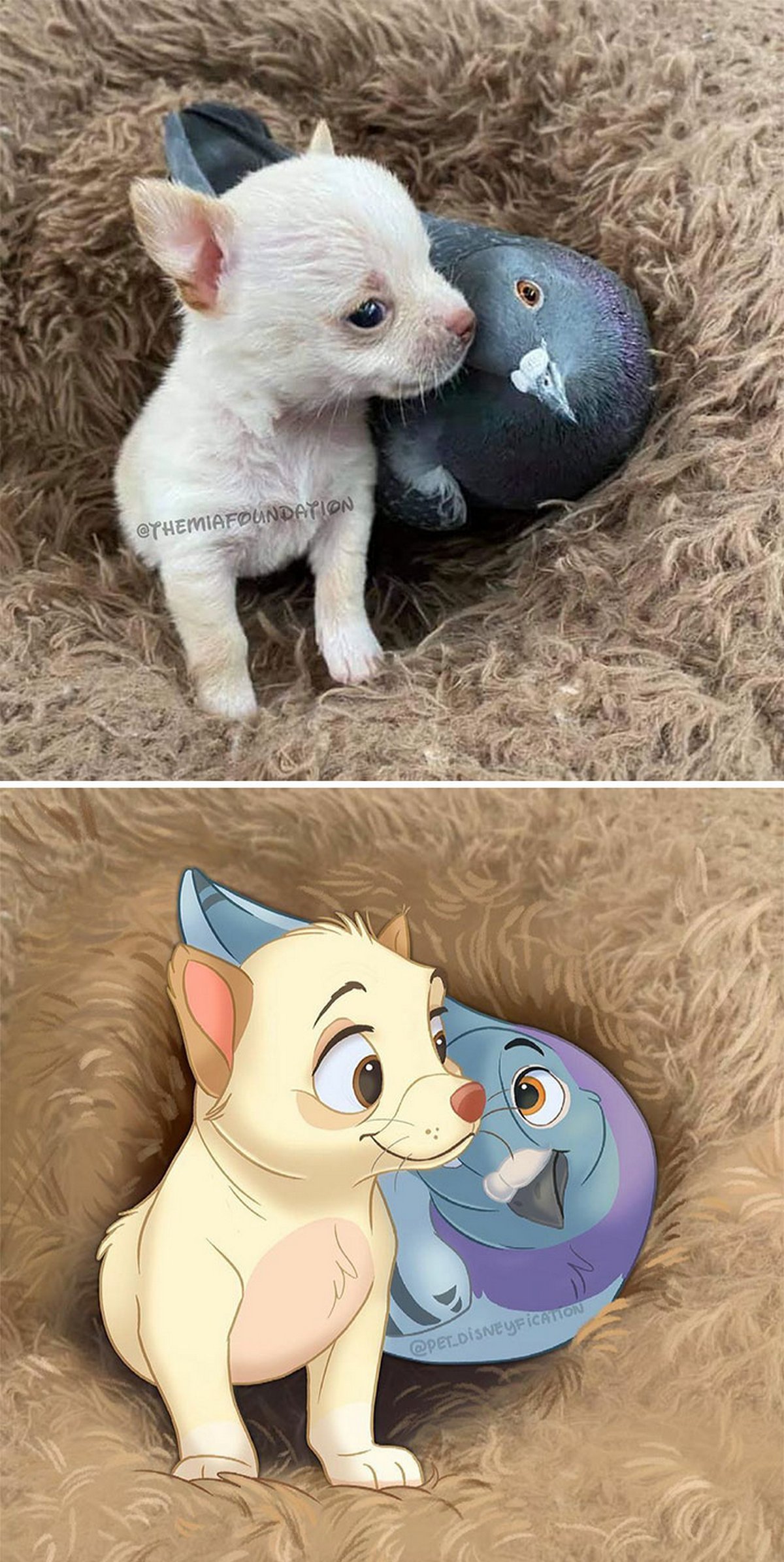 Les gens envoient des photos de leurs animaux à cette artiste et elle les transforme en personnages Disney