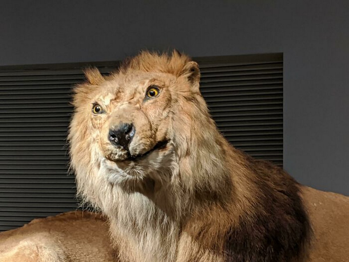 Ces gens ont décidé de s’amuser dans des musées et des galeries d’art