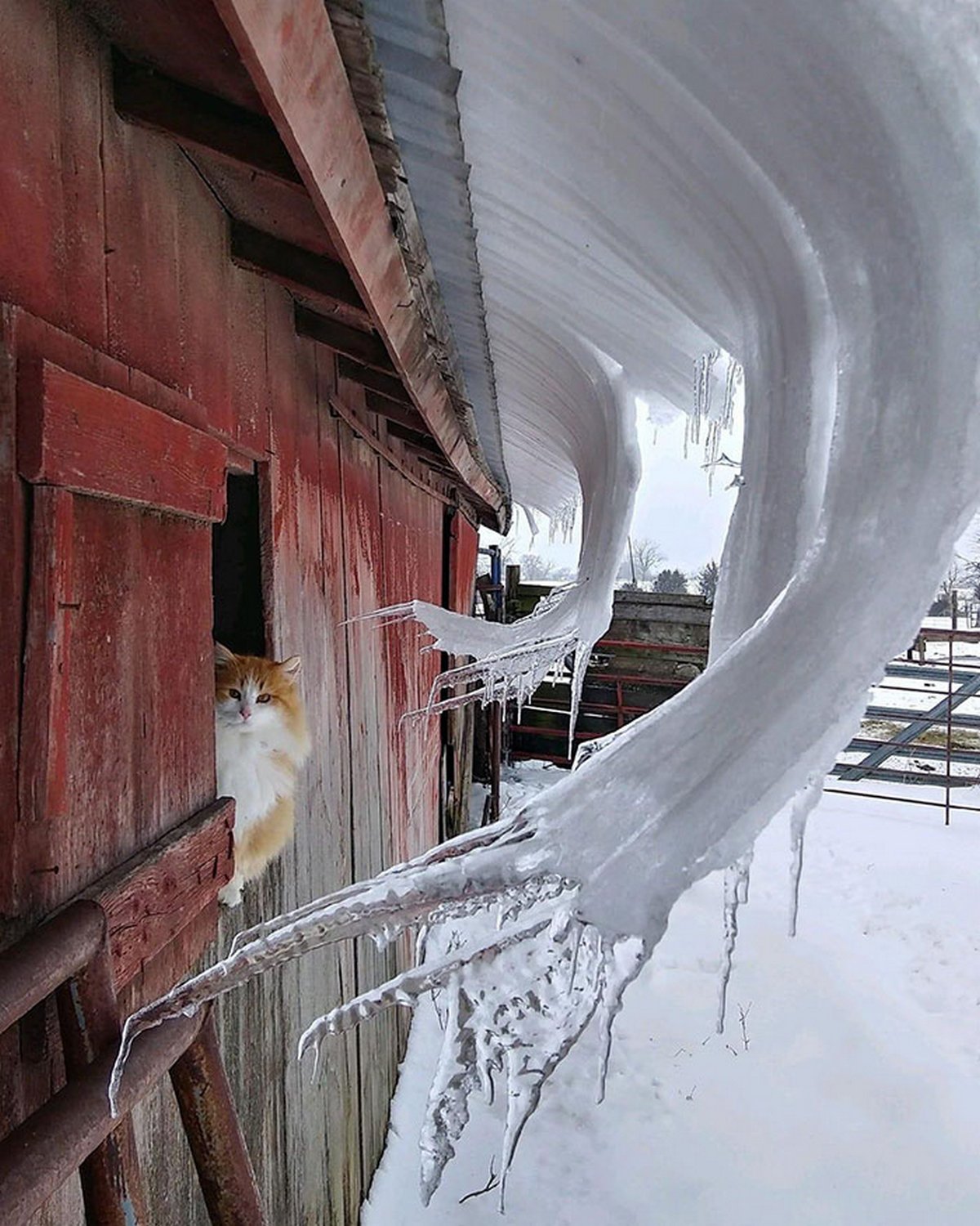 Ces photos d’hiver fascinantes montrent à quoi ressemble le vrai froid