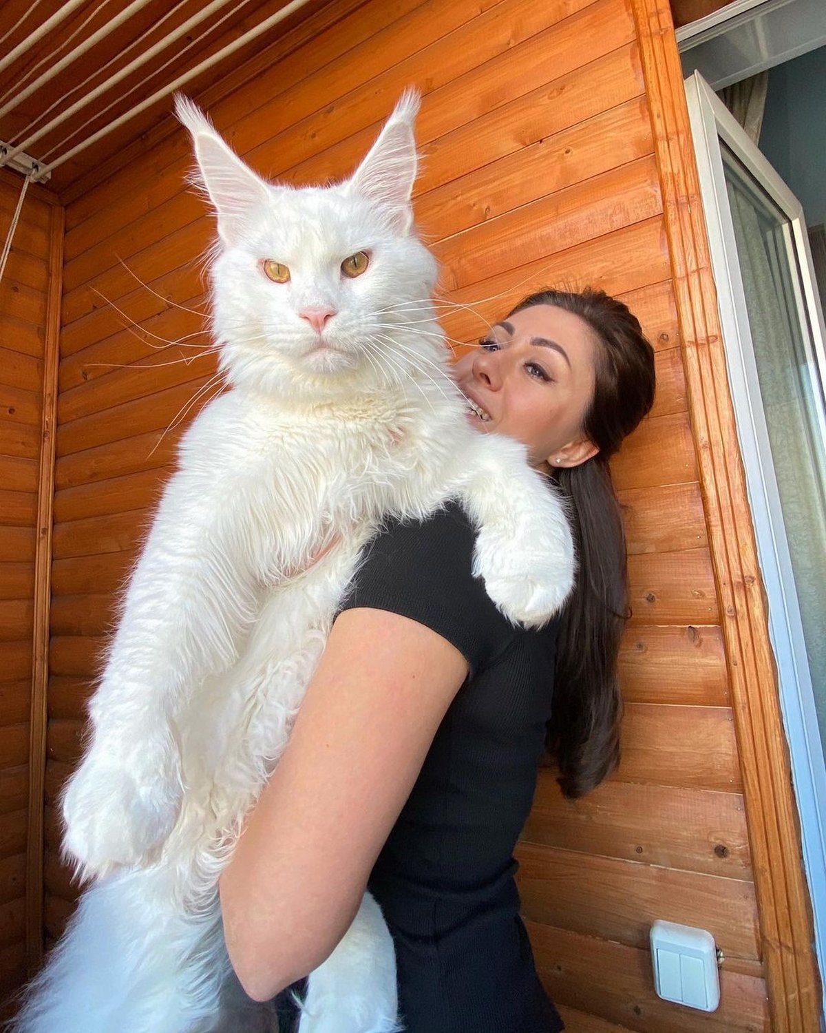 Le Plus Gros Chat Du Monde Est Si Enorme Que Les Gens Le Prennent Pour Un Chien Ipnoze