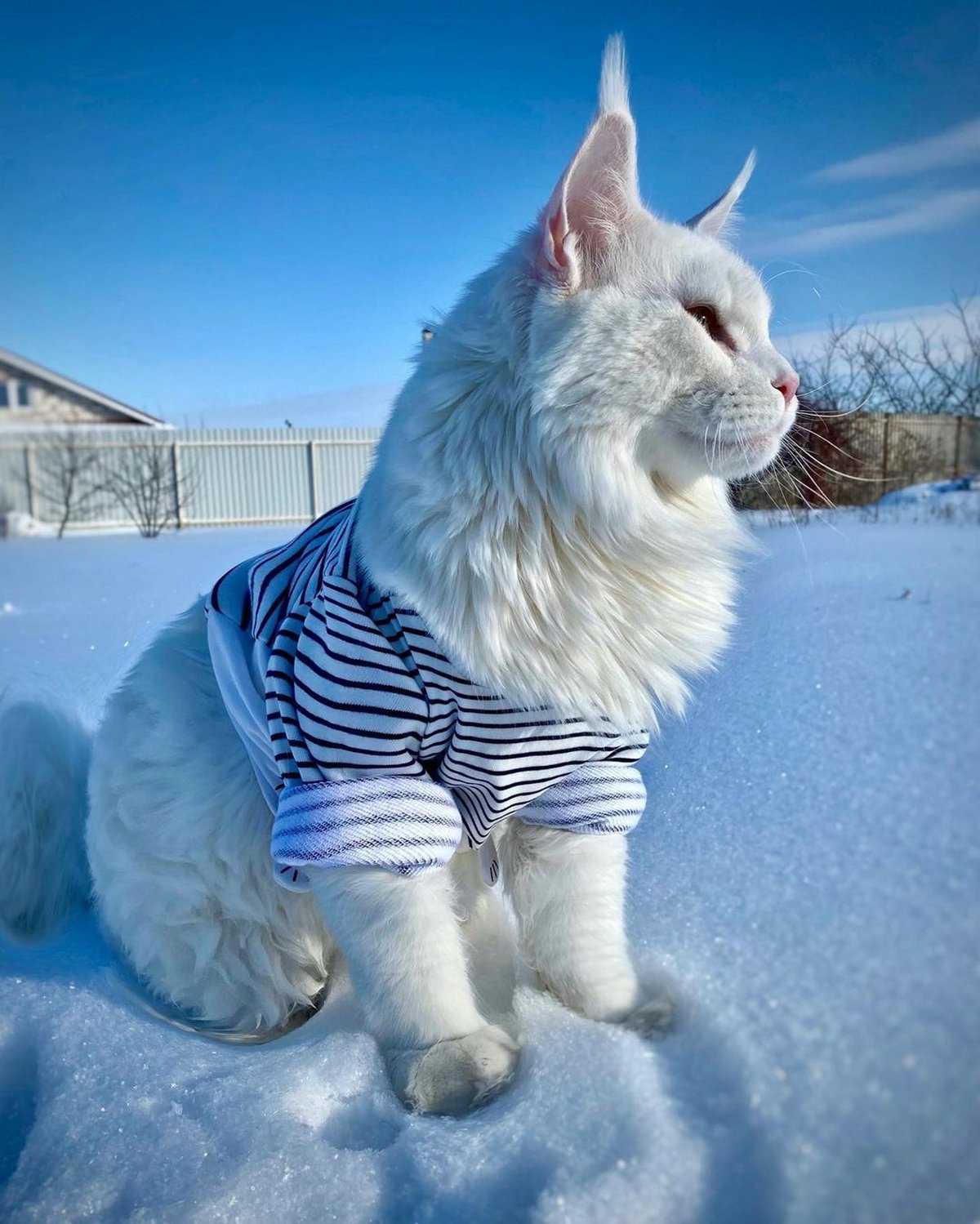 Le Plus Gros Chat Du Monde Est Si Enorme Que Les Gens Le Prennent Pour Un Chien Ipnoze