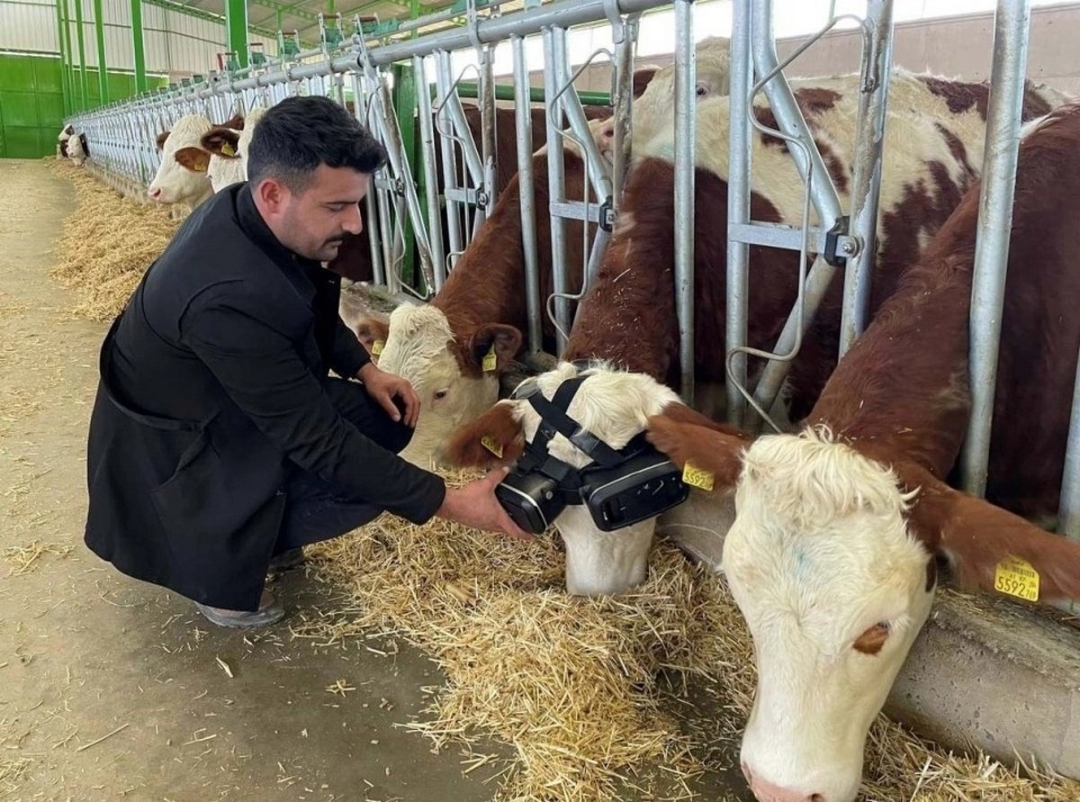 Des vaches reçoivent des casques de réalité virtuelle pour qu&#8217;elles pensent qu&#8217;elles sont dehors