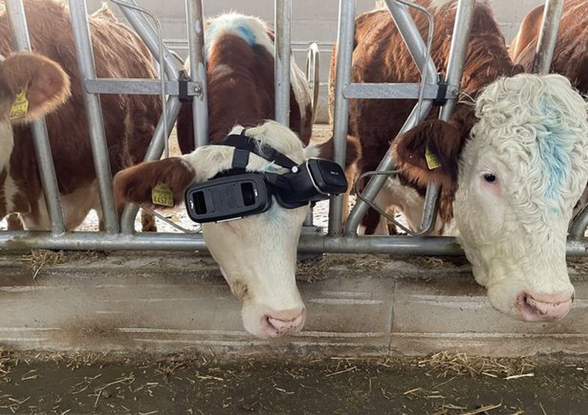 Des vaches reçoivent des casques de réalité virtuelle pour qu’elles pensent qu’elles sont dehors