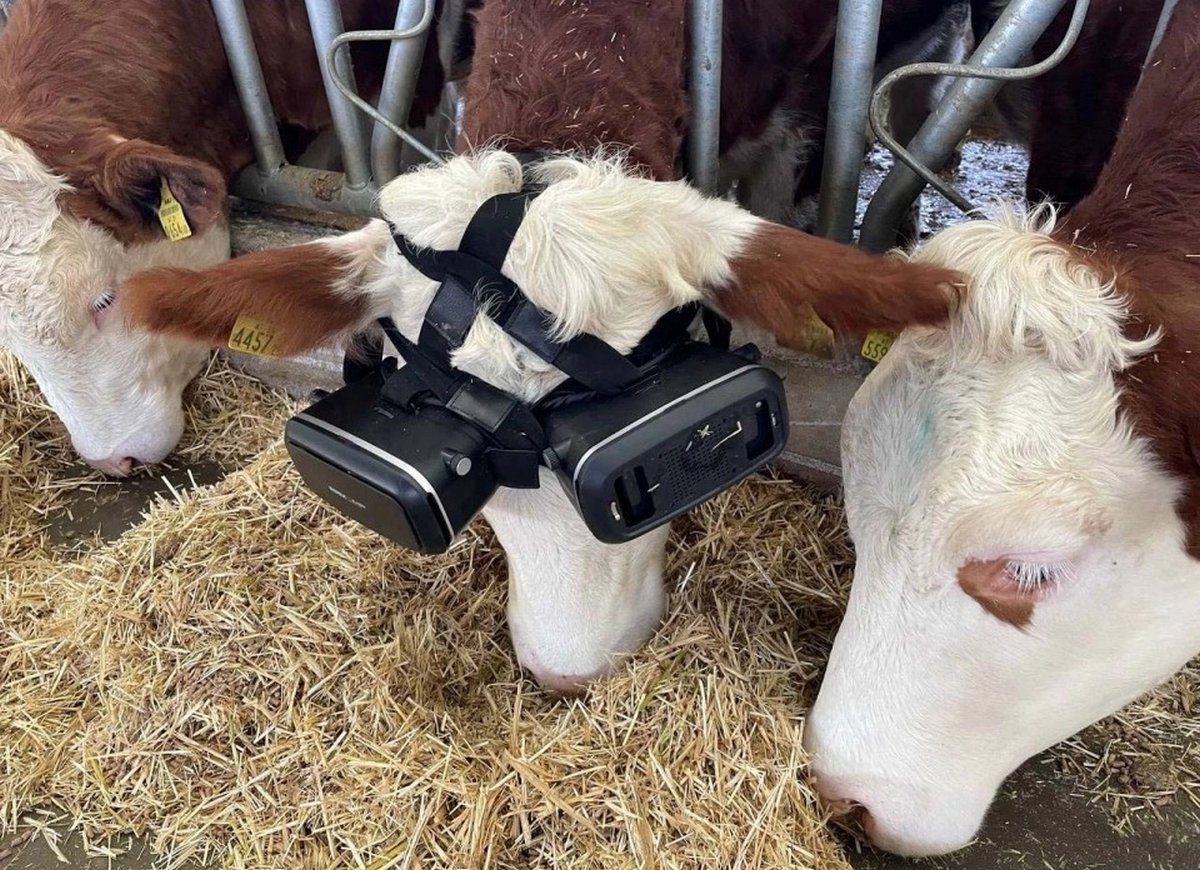 Des vaches reçoivent des casques de réalité virtuelle pour qu&#8217;elles pensent qu&#8217;elles sont dehors