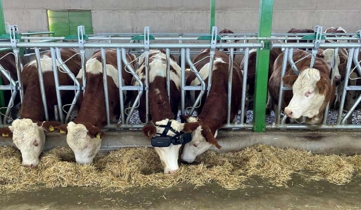 Des vaches reçoivent des casques de réalité virtuelle pour qu’elles pensent qu’elles sont dehors