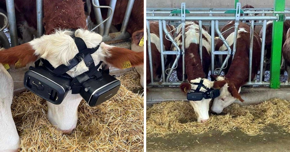 https://www.ipnoze.com/wordpress/wp-content/uploads/2022/01/vaches-avec-casques-realite-virtuelle-99.jpg