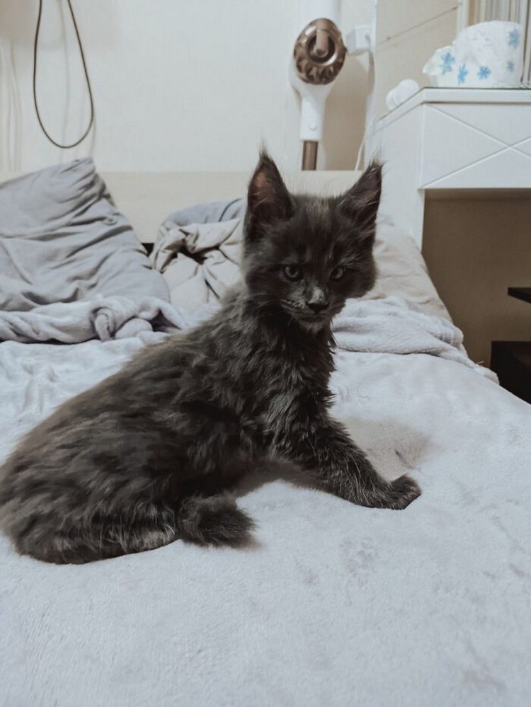 Voici Vincent, un chat Maine coon qui ressemble à une panthère noire et se comporte comme un