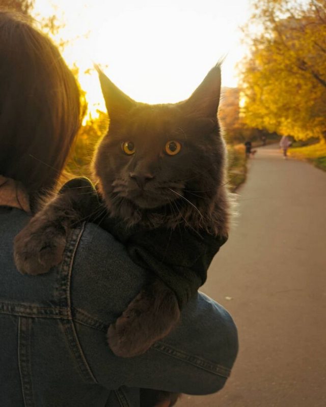 Voici Vincent, un chat Maine coon qui ressemble à une panthère noire et se comporte comme un chien