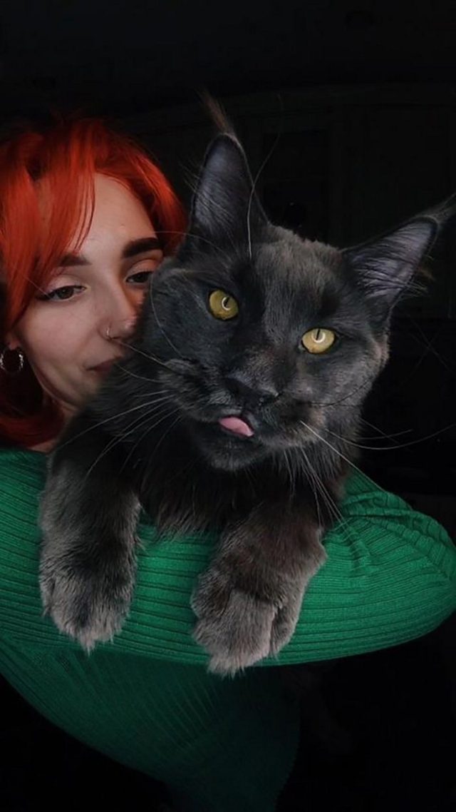 Voici Vincent, un chat Maine coon qui ressemble à une panthère noire et se comporte comme un chien