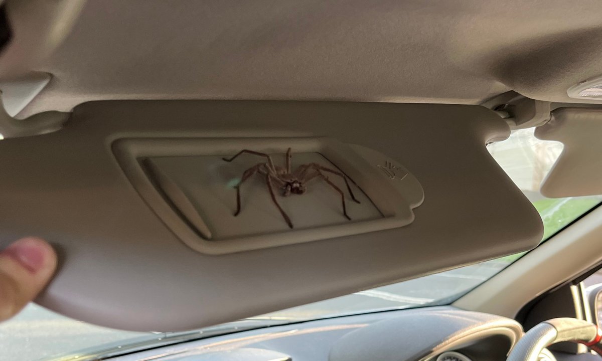 Un homme trouve une araignée géante dans sa voiture et décide de la garder comme animal de compagnie pendant un an