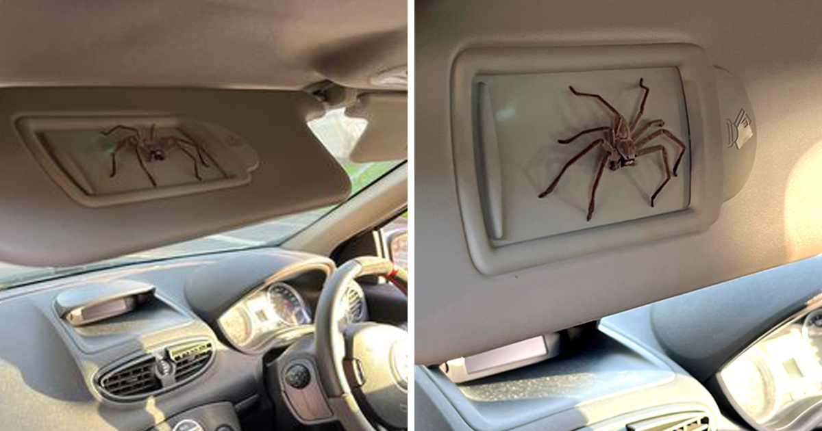 Un homme trouve une araignée géante dans sa voiture et décide de la garder comme animal de compagnie pendant un an