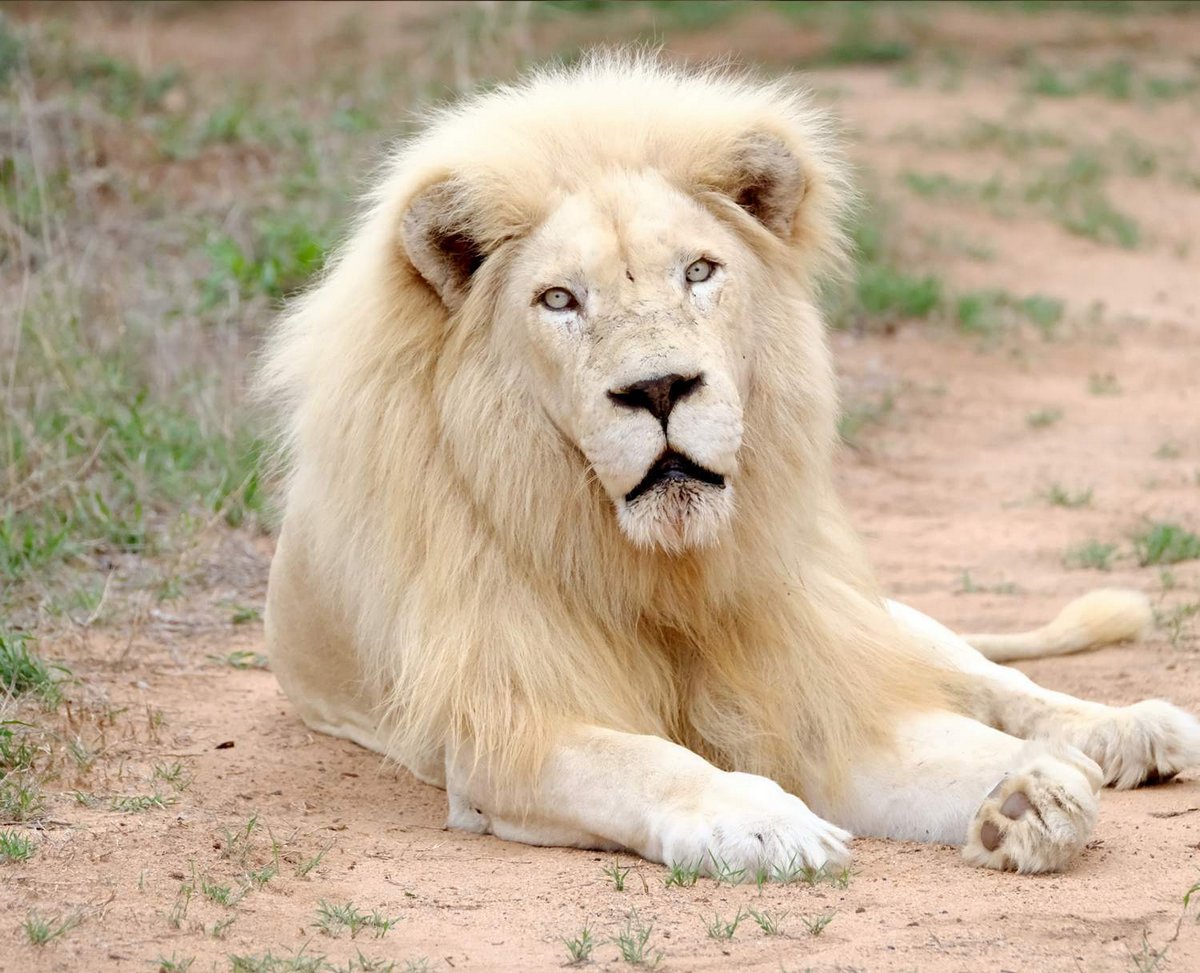 Des gardiens de zoo en Chine nient avoir donné une frange à un lion