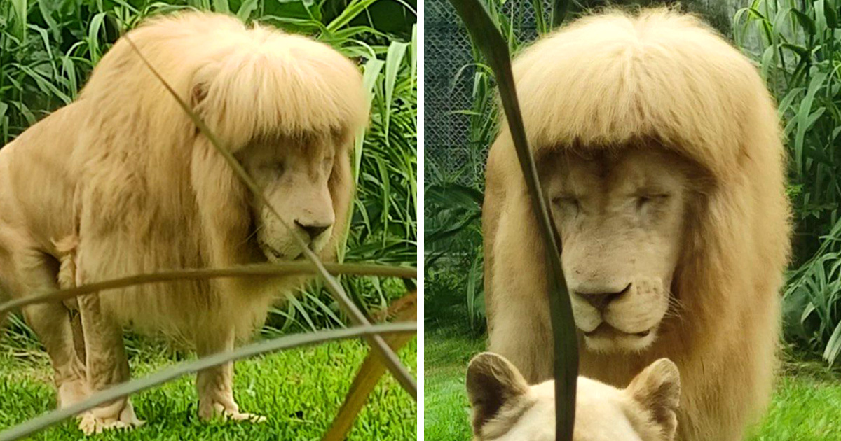 Des gardiens de zoo en Chine nient avoir donné une frange à un lion
