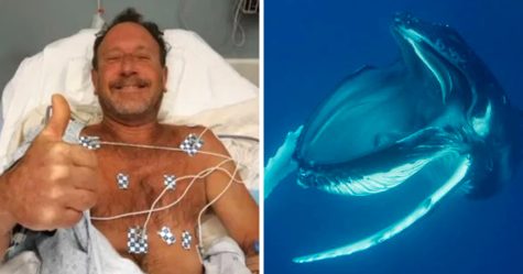 Un homme avalé par une baleine dit qu’il lui est arrivé quelque chose d’encore plus effrayant