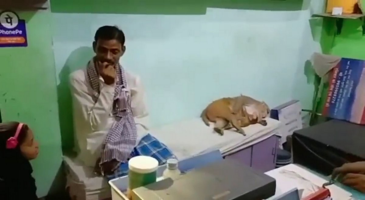 Une maman singe entre dans une clinique pour obtenir de l’aide pour son bébé
