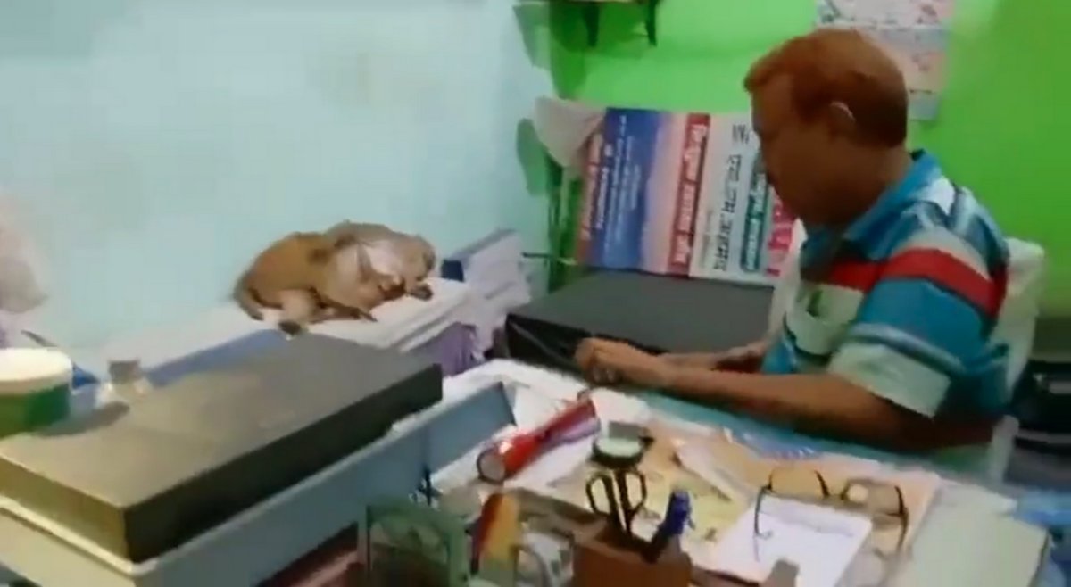 Une maman singe entre dans une clinique pour obtenir de l’aide pour son bébé