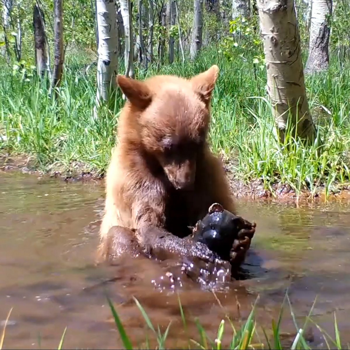 Un ourson surpris en train de prendre un bain avec un ours jouet qu’il a trouvé