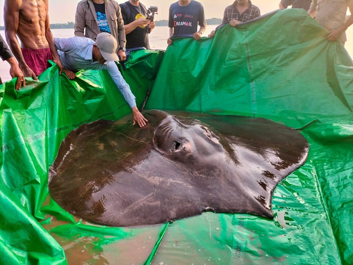 Cette raie géante de 300 kilos est le plus gros poisson d’eau douce jamais découvert