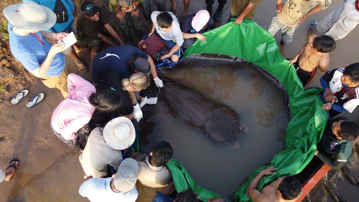 Cette raie géante de 300 kilos est le plus gros poisson d’eau douce jamais découvert