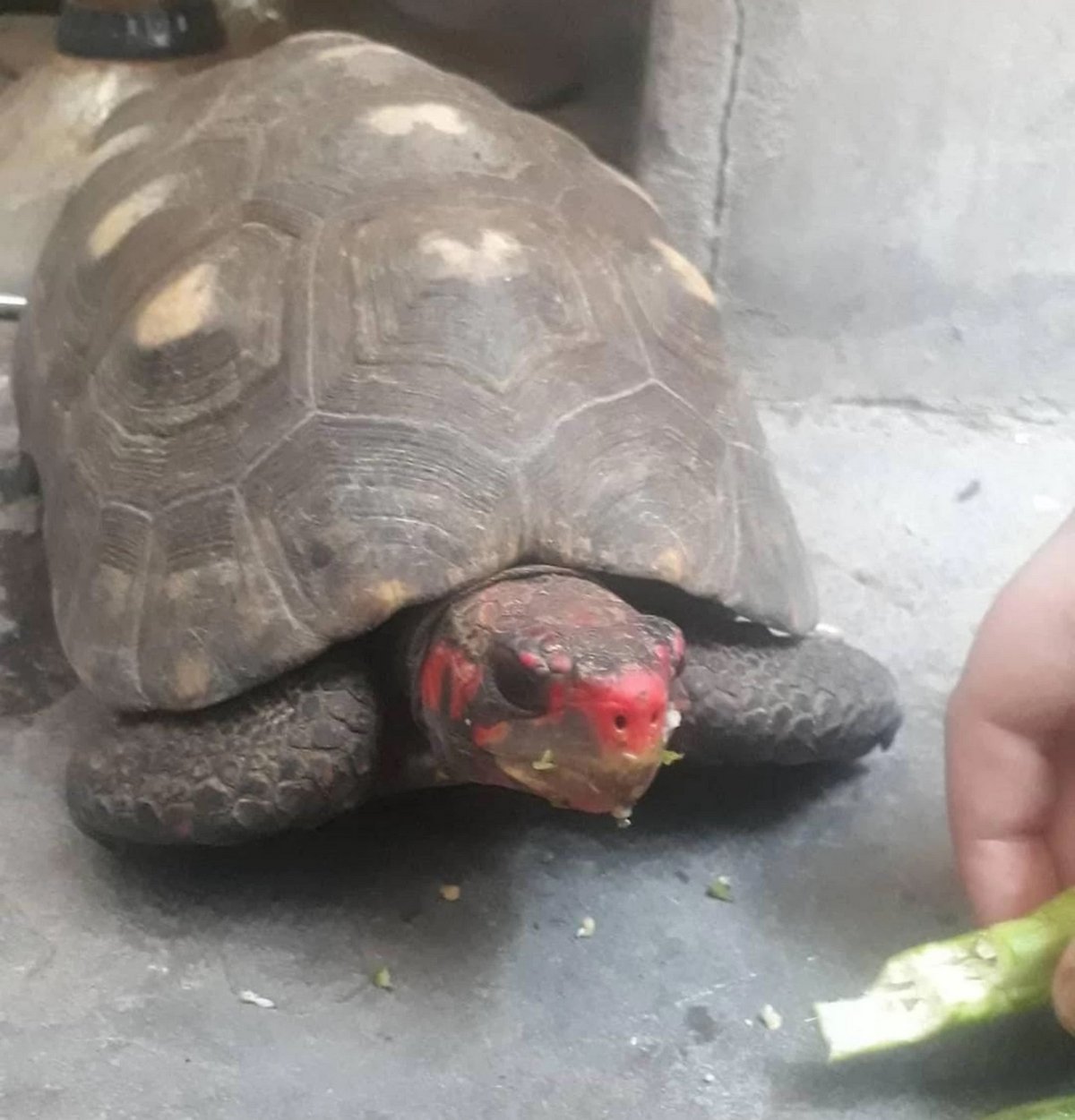 Une tortue disparue depuis 30 ans retrouvée dans un grenier en vie et en bonne santé