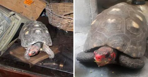 Une tortue disparue depuis 30 ans retrouvée dans un grenier en vie et en bonne santé