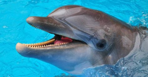 Un dauphin mord deux personnes dans une série d’attaques