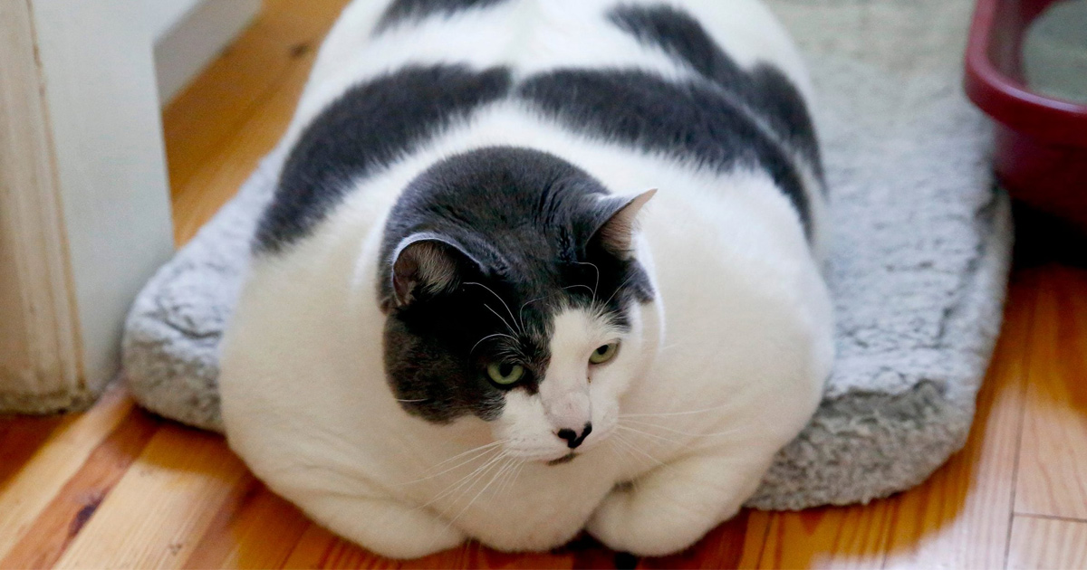 Le plus gros chat du monde se met au régime ! Par Janvier Doyon 001_20230501144039