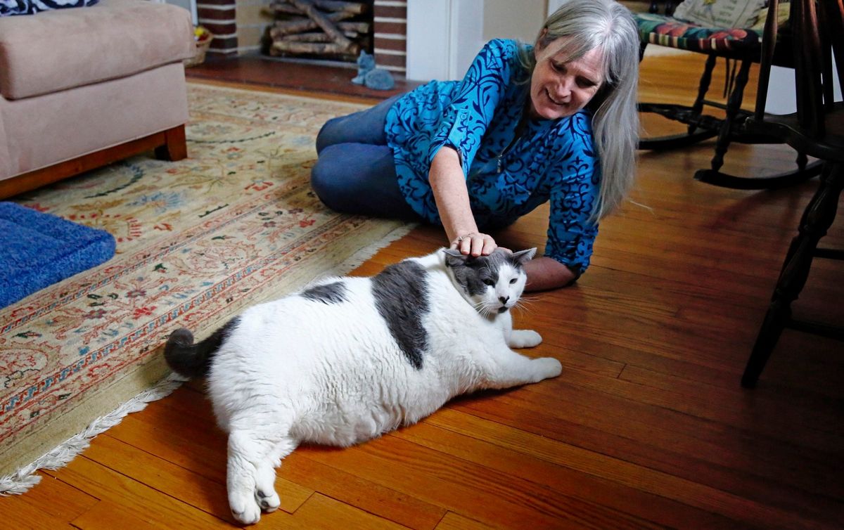 Le plus gros chat du monde se met au régime ! Par Janvier Doyon 004_20230501153420