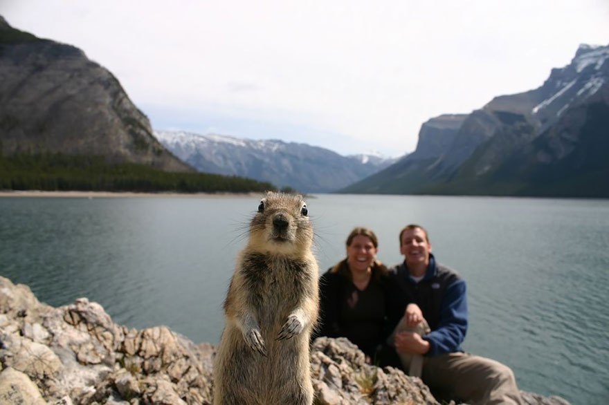 animal-photobomb-photo-gachee-03