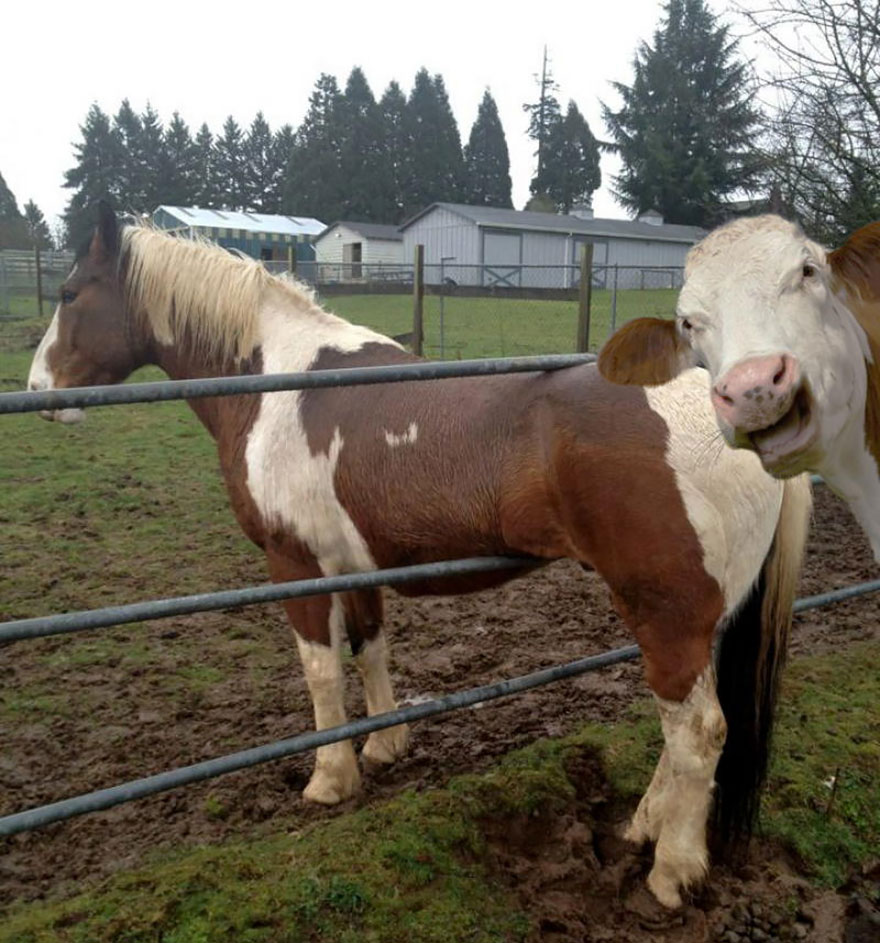 animal-photobomb-photo-gachee-20