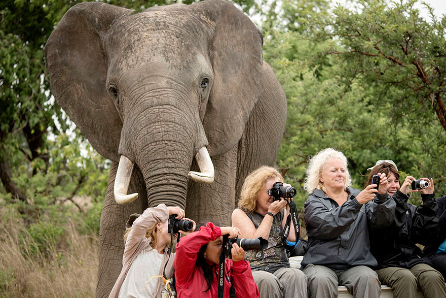 animal-photobomb-photo-gachee-22