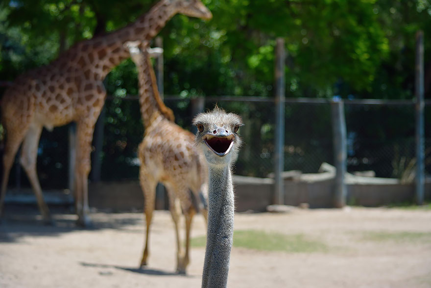 animal-photobomb-photo-gachee-26