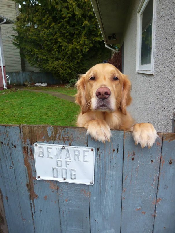 prenez-garde-au-chien-10
