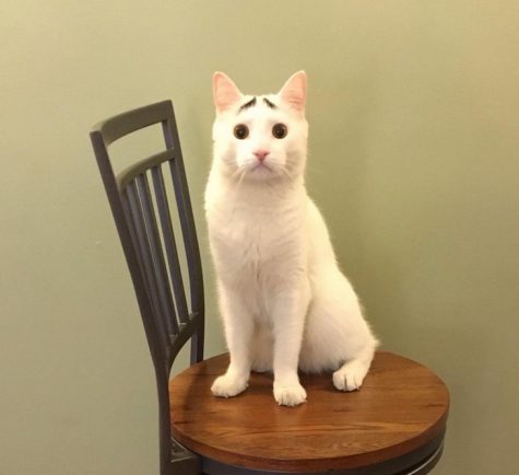 17 photos d’animaux qui prouvent que la nature a un excellent sens de l