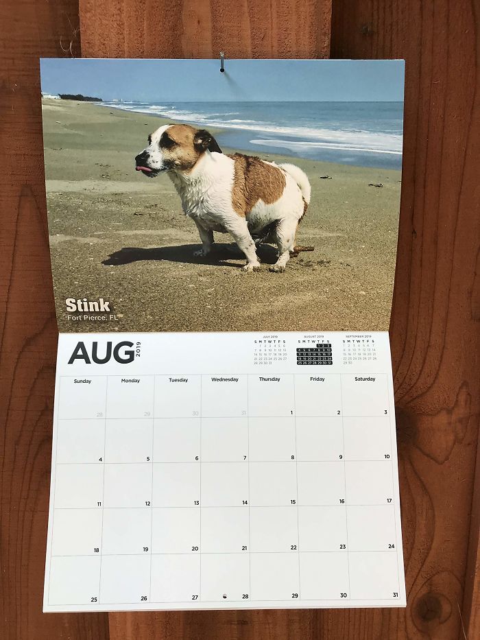 Le calendrier des chiens qui font caca 2019 est arrivé et c'est le