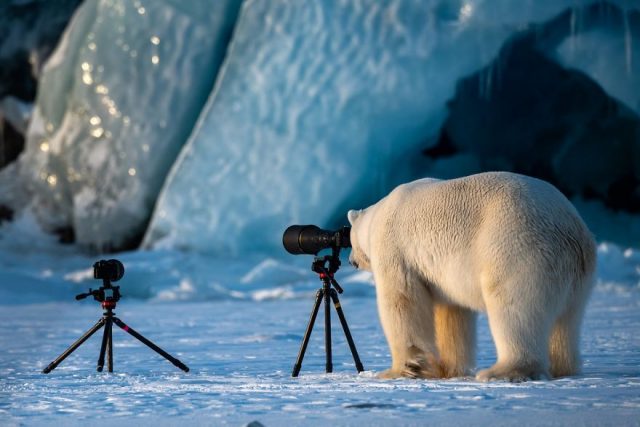 https://www.ipnoze.com/wp-content/uploads/2018/09/finalistes-comedy-wildlife-photo-awards-001-640x427.jpg