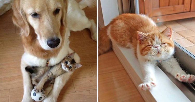 25 Photos Qui Prouvent Que Les Chats Sont Les tres Les Plus Mignons De 25-photos-qui-prouvent-que-les-chats-sont-les-tres-les-plus-mignons-de