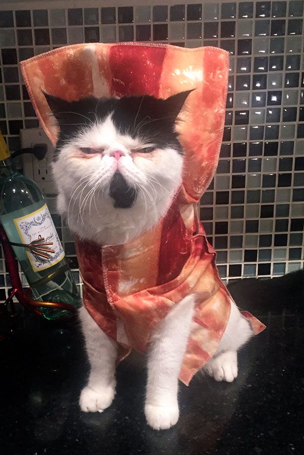 Costume Bras Musclés Pour Chat – Accessoire Halloween, Photos, Réseaux Sociaux