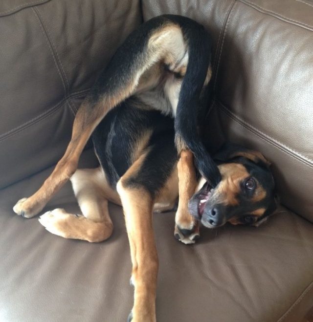 23 fois où des chiens étaient si bizarres qu’on était incapable d’expliquer leur comportement